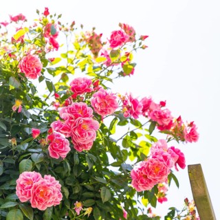 Pink roses bloom (pink) against a blue sky, Saxony, Germany