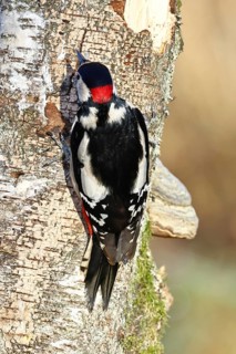 Great spotted woodpecker (Dendrocopus major), male, foraging on the trunk of a common birch (Betula