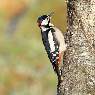 Great spotted woodpecker (Dendrocopus major), male, foraging on the trunk of a common birch (Betula