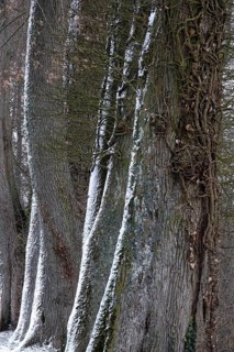 Alley in winter with snow and trees, Germany