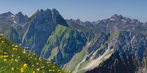 Mountain panorama with troll flowers (Trollius europaeus) from Laufbacher-Eckweg to Höfats 2259m,