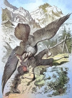 A vulture attacks a boy, historical illustration of animal life in the alpine world/A vulture