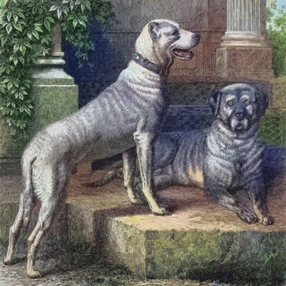 Historical illustration of the Great Dane, a large German domestic dog breed, Great Dane, you have