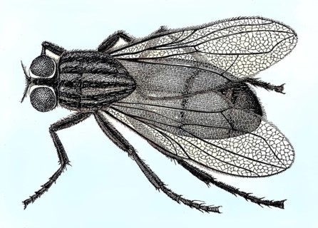 Historical illustration of a housefly, Musca domestica/Historical illustration of a housefly, Musca