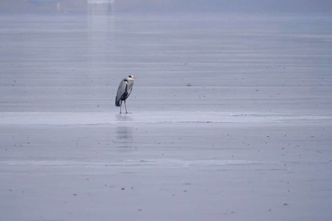 Grey heron on a frozen lake, winter, Saxony, Germany