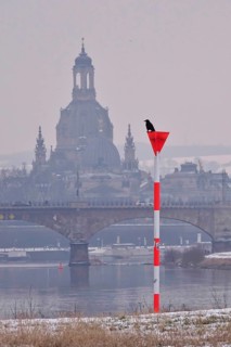 View of Church of Our Lady Dresden, crow in the foreground, winter, Saxony, Germany