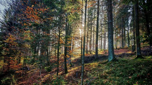 A dense forest with sunlight shining through the trees and autumn leaves, Franconian Forest nature
