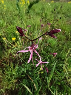 Close-up of a pink wildflower cuckoo flower (lychnis floscuculi) on a green meadow, Franconian