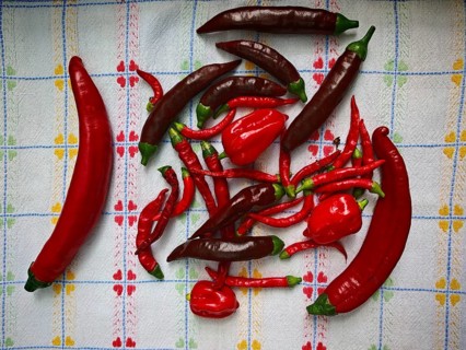 Various red and brown peppers (capsicum annuum) lie on a patterned kitchen towel