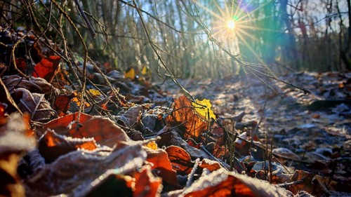 Snowy autumn leaves on forest floor, illuminated by sunshine, Franconian Forest nature park Park