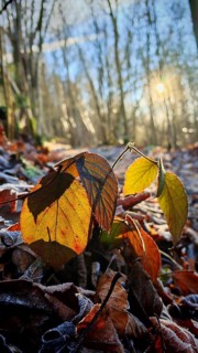 Close-up of autumn leaves in the forest illuminated by sunlight in the background, Frankenwald