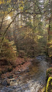 A small stream flows through an autumnal forest, surrounded by leaves and trees, Franconian Forest