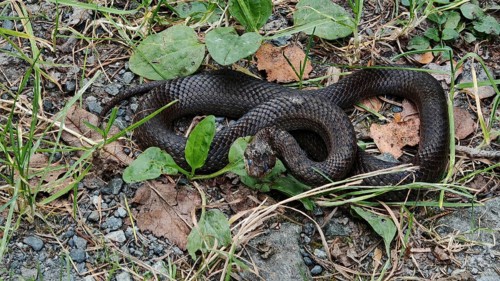 Close-up of black snake, smooth snake (coronella austriaca) lying curled up on a forest floor with