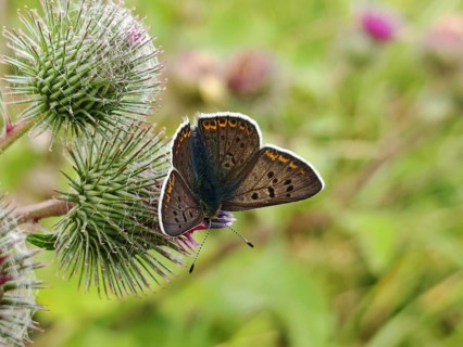 Butterfly Sooty Copper (lycaena tityrus) sitting on a prickly thistle, its dark wings spread out,