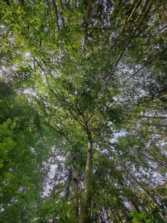 Dense green canopy in the forest from a view upwards, Franconian Forest nature park Park