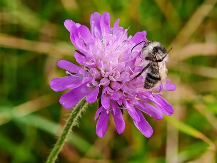 Macro photograph of a colourful bumblebee (bombus sylvarum) on a purple flower in a meadow,