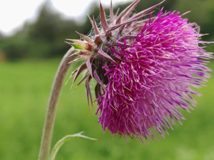 Close-up of a purple thistle flower (carduus) against a blurred green background, Franconian Forest