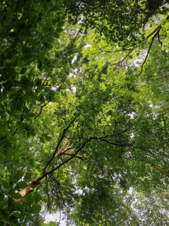 Looking up through a dense canopy of leaves in the forest, Franconian Forest nature park Park