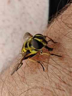 Close-up of a hoverfly (syrphidae) on arm shows fine details of the wings, Franconian Forest nature