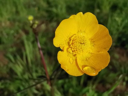 Yellow buttercup (Ranunculaceae) with dew, grows in green surroundings, Franconian Forest nature