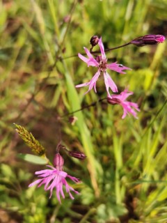 Delicate pink flowers of a cuckoo flower (lychnis floscuculi) in a meadow, surrounded by green