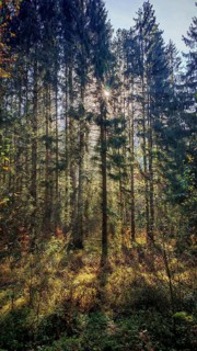 A dense forest with sunbeams shining through the trees and casting shadows, Franconian Forest