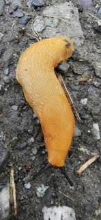 An orange-coloured nudibranch (arion rufus) crawls across the damp ground, Franconian Forest nature