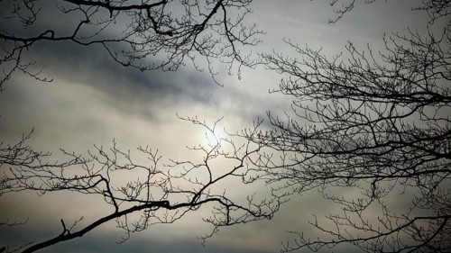 Gloomy branches rise up into the cloudy sky through which the sun shines softly, Thuringian Forest