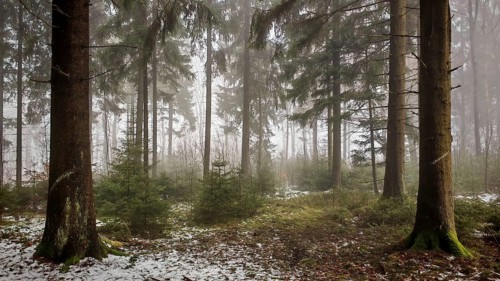Dense forest with tall conifers and a foggy atmosphere creates a mystical atmosphere, Rennsteig,