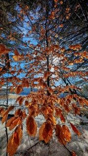 Golden autumn leaves against a background of a blue sky, illuminated by sunlight, Frankenwald