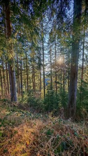 Sunlight penetrates through tall trees in a wooded area that is lush with ground vegetation,