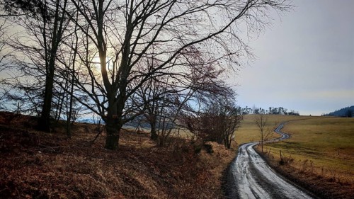 Winding trail through a wintry landscape with bare trees and the sun shining through clouds,