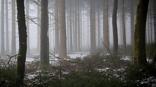 A quiet forest in fog that slightly covers the ground with snow, Frankenwald nature park Park