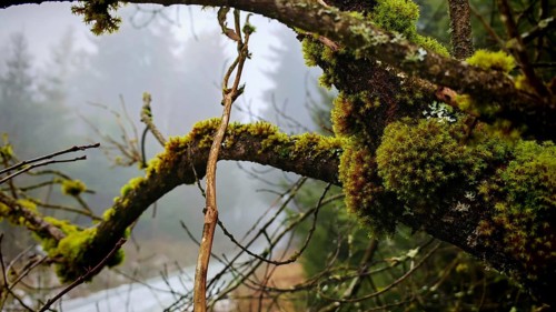 Moss-covered (musco) branches in close-up, in a misty, mystical forest, Franconian Forest nature