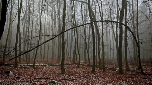 Bare trees and fog create a mysterious forest atmosphere, Franconian Forest nature park Park