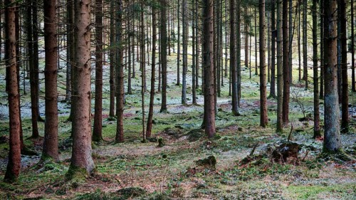 Green forest with rays of light shining through the spruce trees (picea), Franconian Forest nature