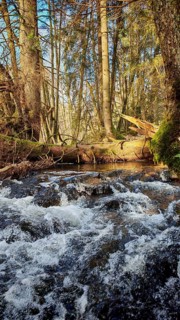 A flowing stream in a dense stretch of forest, Franconian Forest nature park Park