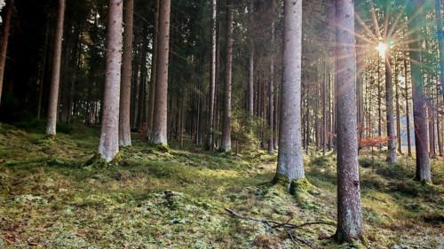 Rays of light break through the tall spruce trees (picea) in a moss-covered forest, Franconian