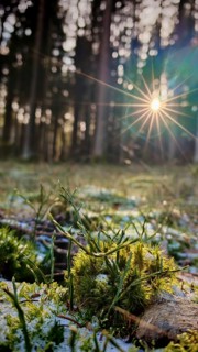 Rays of sunlight illuminate moss-covered (musco) plants in a dense forest, Franconian Forest nature