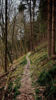A narrow path snakes through a quiet stretch of forest, Franconian Forest nature park Park