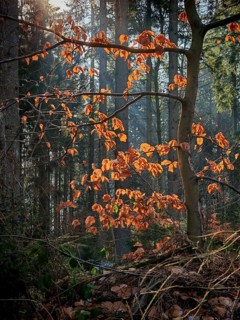 Trees with bright orange leaves, sunlight falling between the branches, Frankenwald nature park