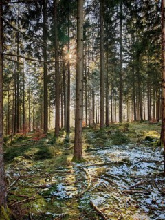 Sunbeams through high spruces (picea), wooded landscape with snow and mossy ground, beautiful light