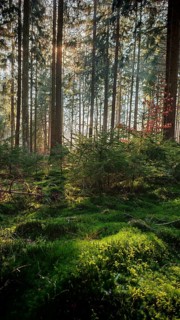 Sunlight breaks through tall rows of trees, illuminates the green, mossy forest floor, Franconian
