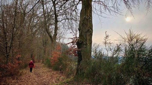 Person in red on a forest path covered with leaves, lined with winter trees, subdued light,