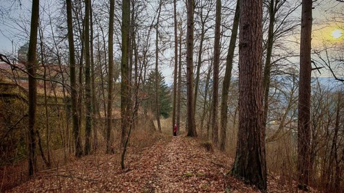 Winding forest trail with scattered leaves, surrounded by tall, barren trees at sunset with castle
