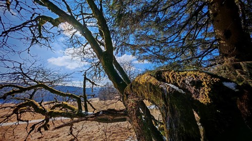 Moss-covered branches against a blue sky with clouds in a quiet landscape, Rennsteig, Thuringian