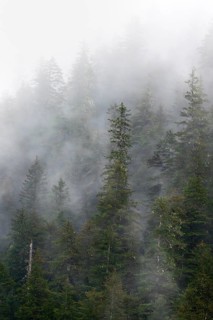 Dense forest on mountain slopes, mystical fog sweeping through the forest, Kenai Fjords National