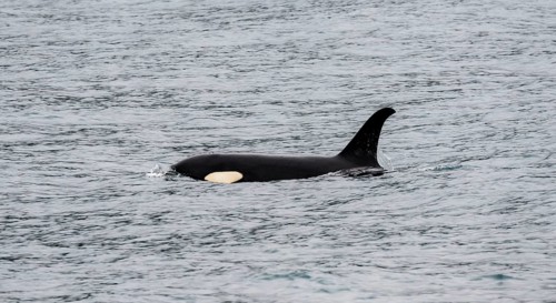 Killer whale (Orcinus orca), Orca, Resurrection Bay, Kenai Fjords National Park, Kenai Peninsula,