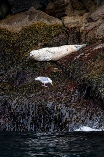 Harbour seal (Phoca vitulina) lying on rocks on the coast, Kenai Fjords National Park, Kenai