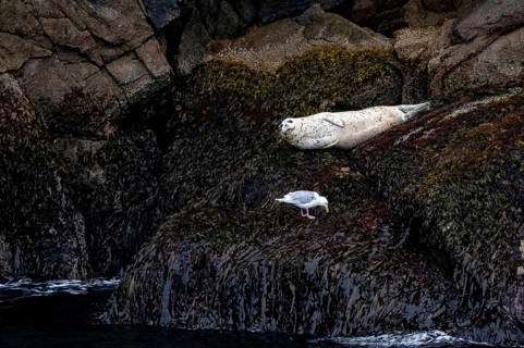 Harbour seal (Phoca vitulina) lying on rocks on the coast, Kenai Fjords National Park, Kenai